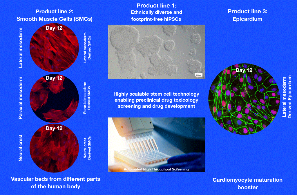 Photo smooth muscle cells und epicardial cells